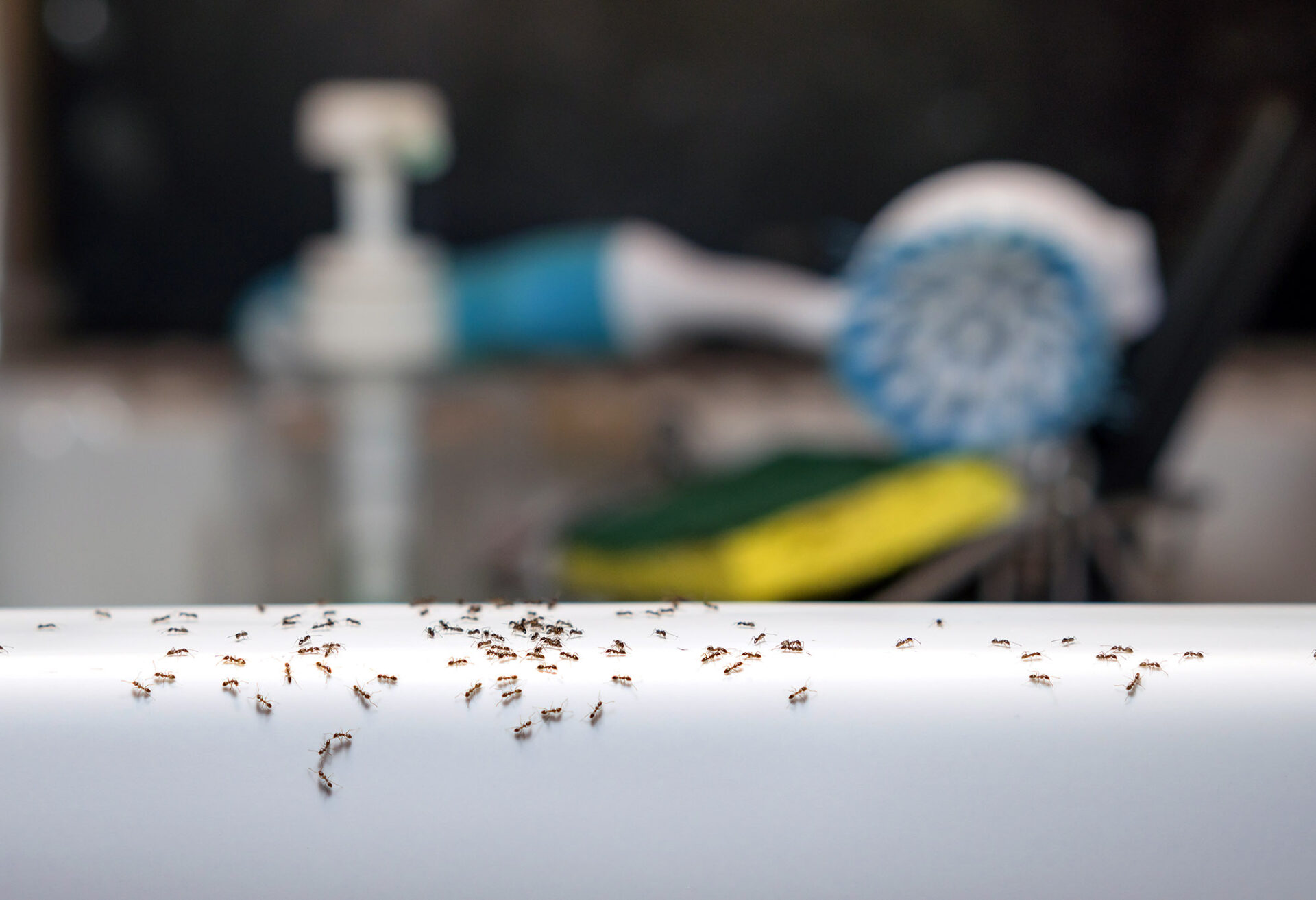 Little Black Ants in Kitchen: Identifying and Getting Rid of Them