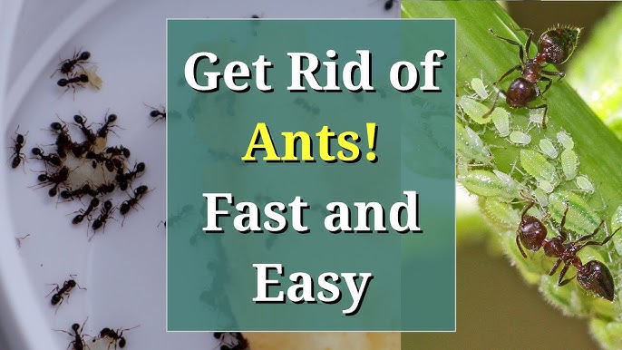 Black Ants in Kitchen: How to Find and Remove Them Fast