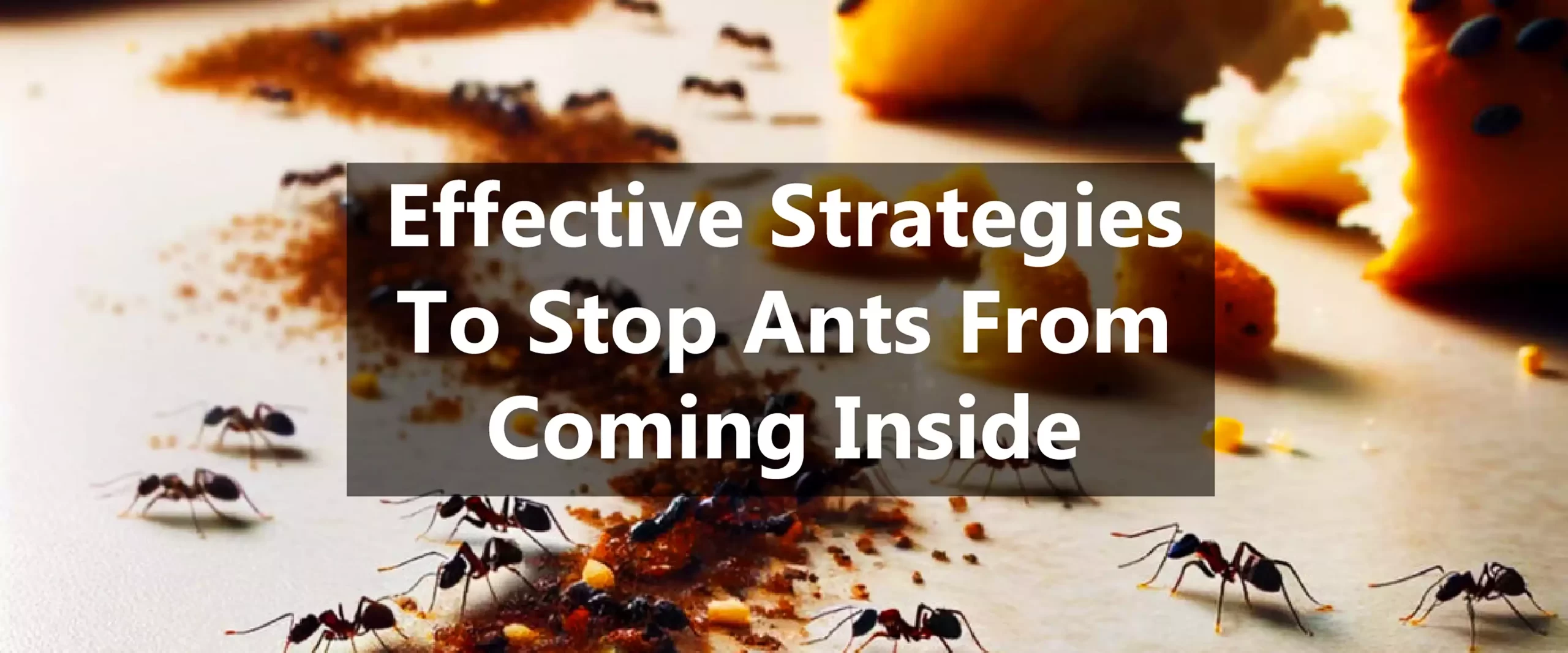 stop black ants in kitchen (practical advice and proven methods for a ant free kitchen)