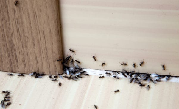 Little Black Ants in Kitchen: Identifying and Getting Rid of Them