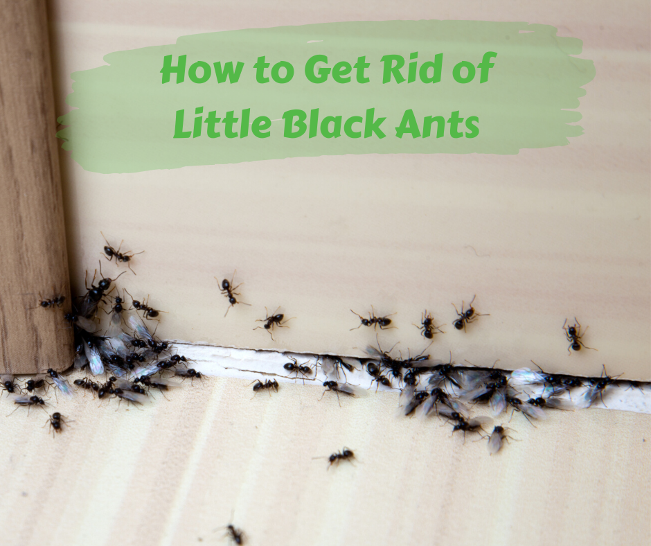 Little Black Ants in Kitchen: Identifying and Getting Rid of Them