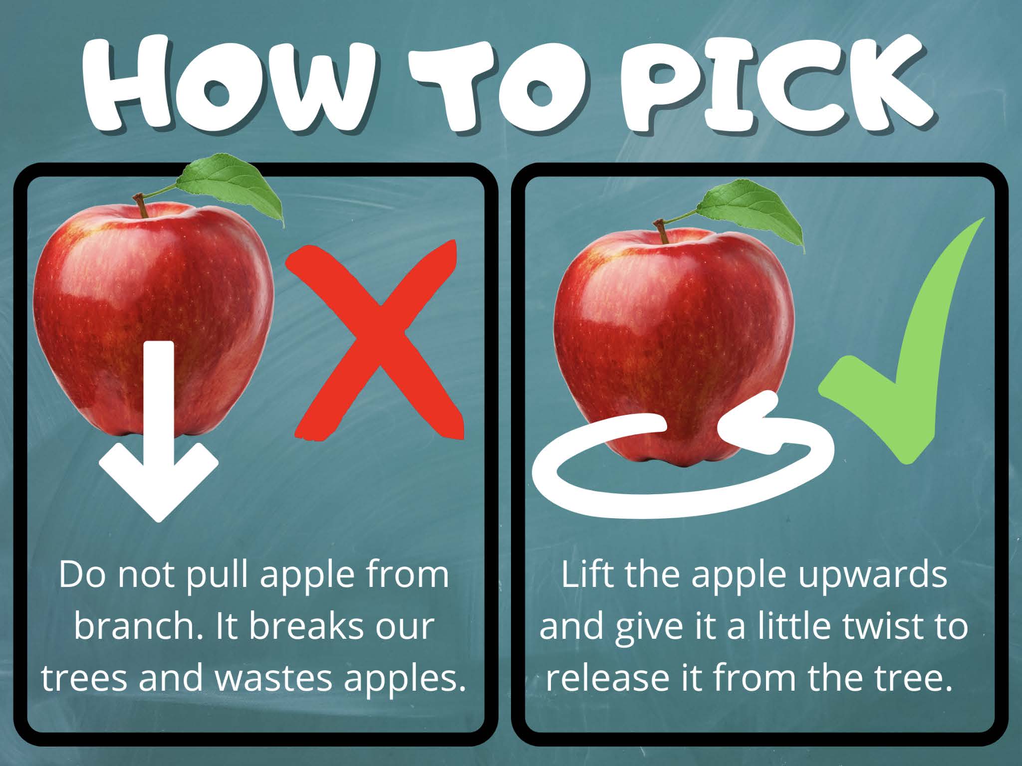 Easy Apple Picking Tips: How to Choose the Best, Juiciest Fruit