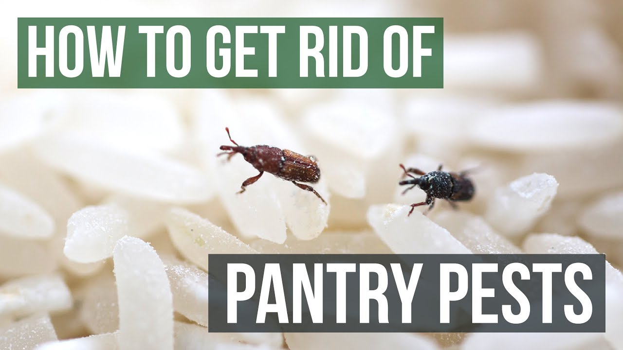 Little Kitchen Bugs: What Are They and How to Get Rid of Them?