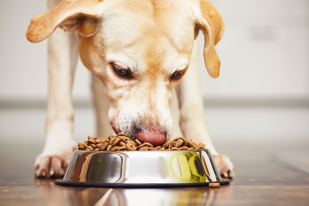 Searching for dog food with least amount of ingredients? Our easy selection guide helps you choose wisely.