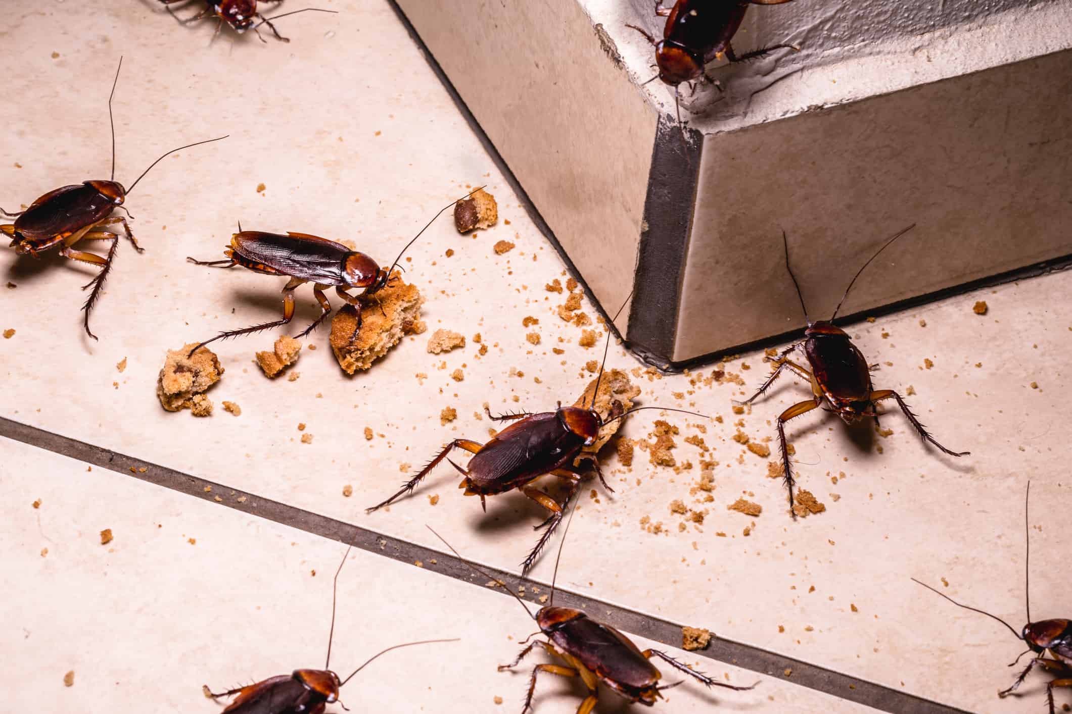 Are kitchen bugs black bad for you? (Understand the risks of these common bugs in your cooking space!)